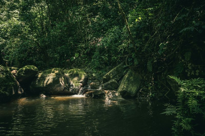 Mejor momento para visitar la Amazonía: qué cambia entre la crecida y la sequía