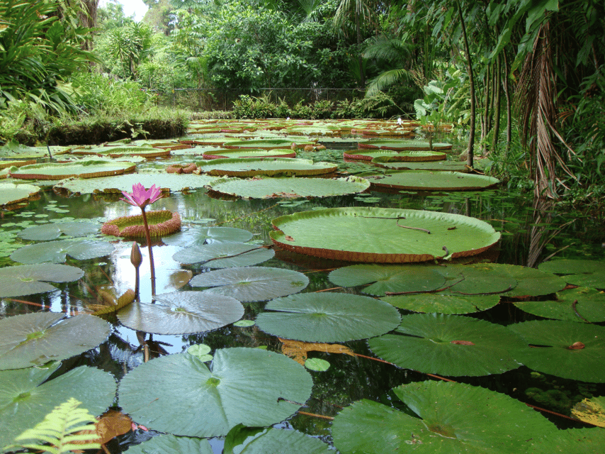 Boat tour in Manaus