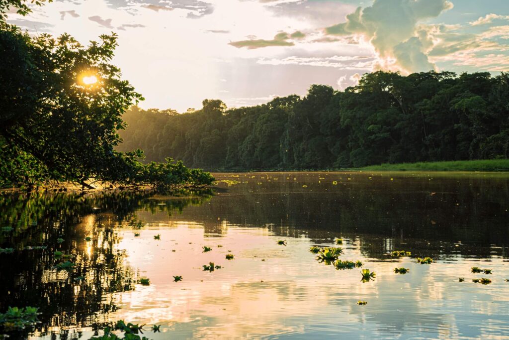 How to Stay Safe in the Amazon Rainforest