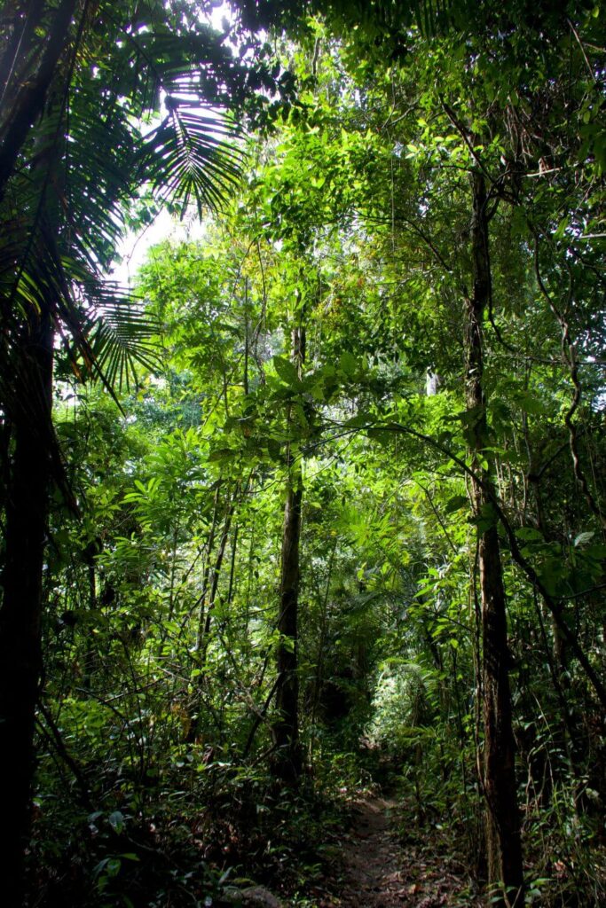How to Explore the Amazon Rainforest Safely