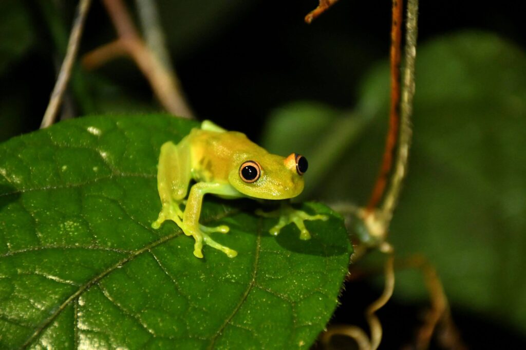How to Stay Safe in the Amazon Rainforest