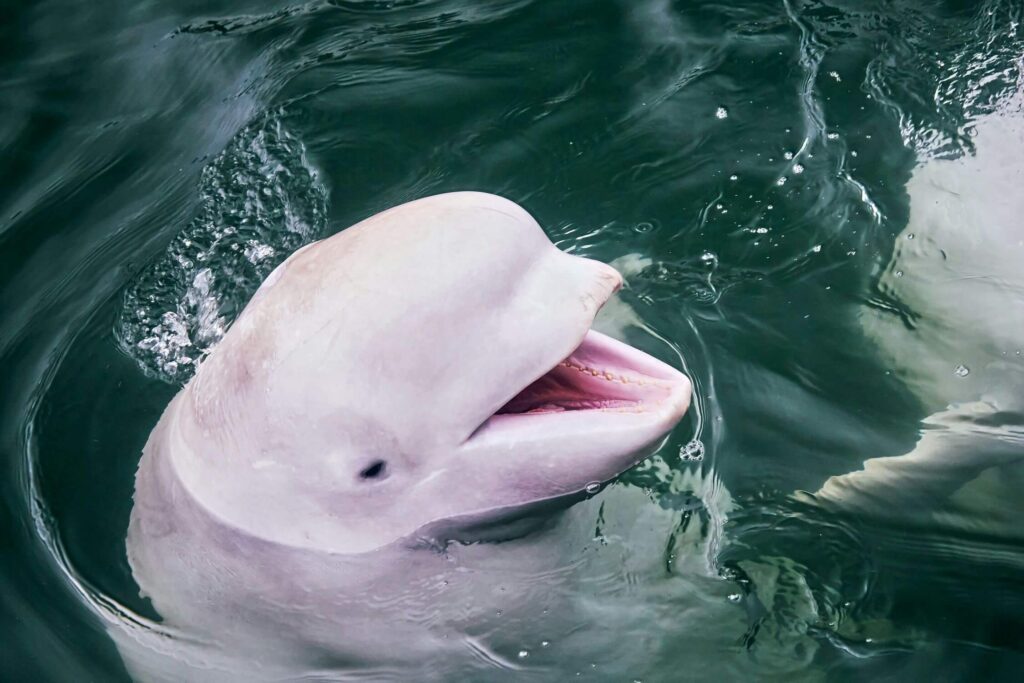 5 best spots to see the pink river dolphins in Brazil