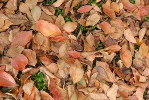 Autumn in Brazil – Climate, destinations and what to do in the most pleasant season of the year