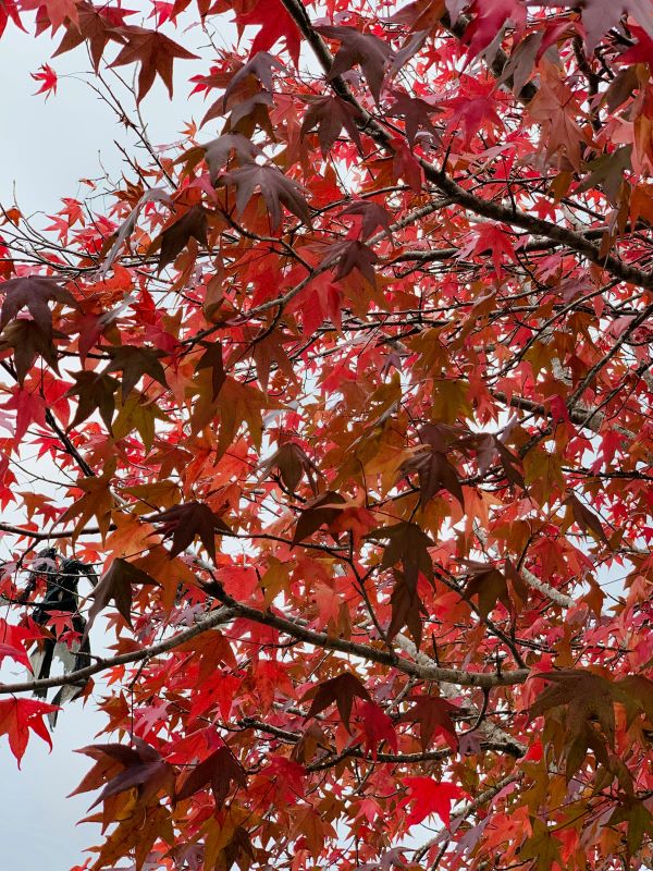 Autumn in Brazil – Climate, destinations and what to do in the most pleasant season of the year