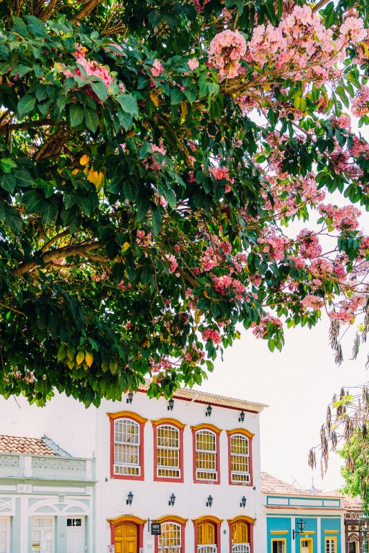 Spring in Brazil: weather, top destinations and what to see in the most blooming season of the year