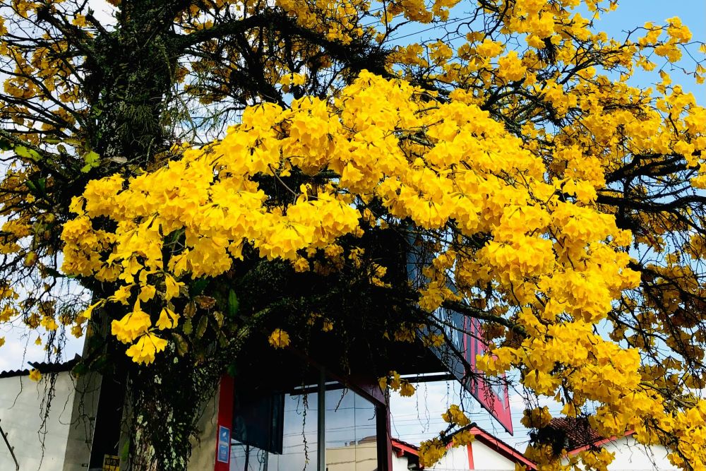 Spring in Brazil: weather, top destinations and what to see in the most blooming season of the year